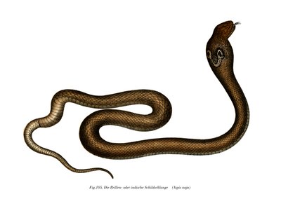 Indian Cobra by German School