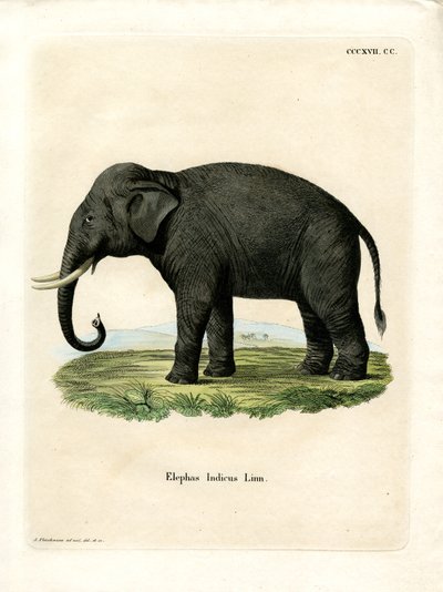Indian Elephant by German School