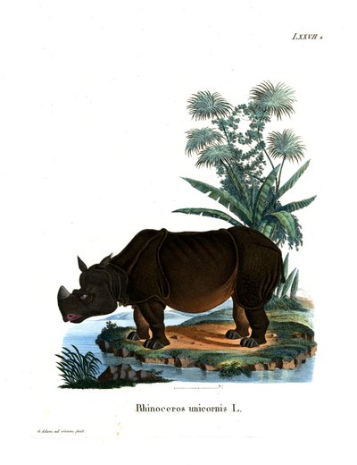 Indian Rhinoceros by German School