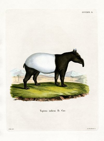 Indian Tapir by German School