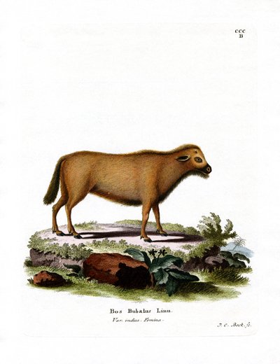 Indian Water Buffalo by German School