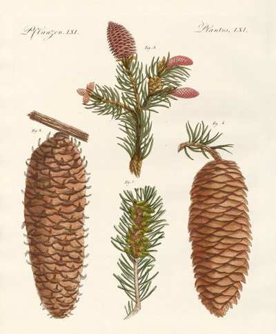 Indigenous Coniferous Woods by German School