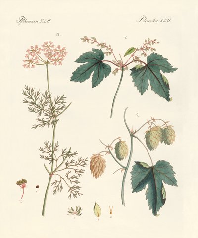 Indigenous Spice Plants by German School