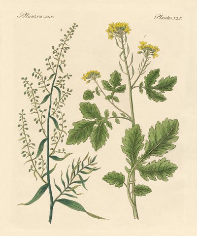Indigenous Spice Plants by German School