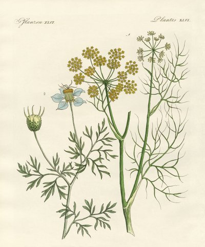 Indigenous Spice Plants by German School