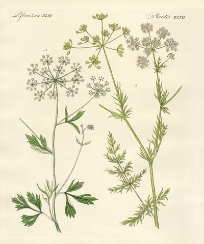 Indigenous Spice Plants by German School