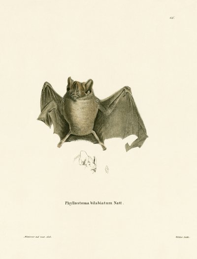 Ipanema Bat by German School