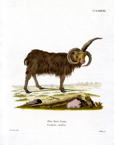 Jacob Sheep by German School