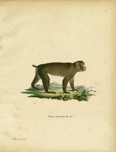 Japanese Macaque by German School