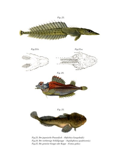Japanese Sturgeon by German School
