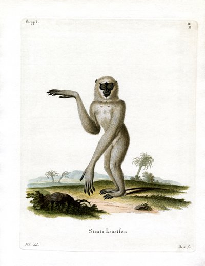 Javan Silvery Gibbon by German School