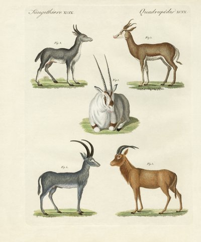 Kinds of Antelopes by German School