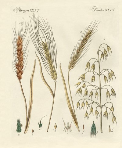 Kinds of Grain by German School