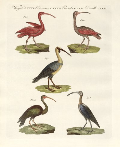 Kinds of Ibis by German School