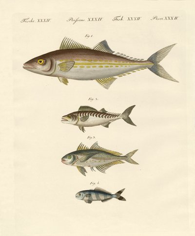 Kinds of Mackerel by German School