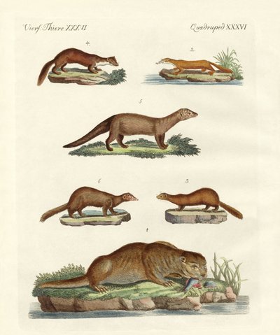 Kinds of Otters and Marten by German School
