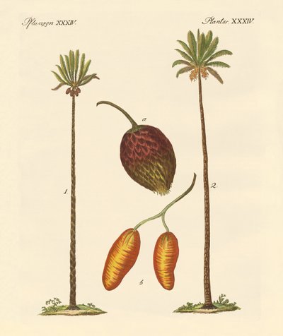 Kinds of Palms by German School