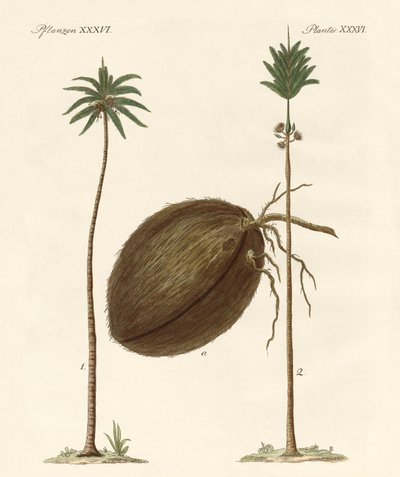 Kinds of Palms by German School