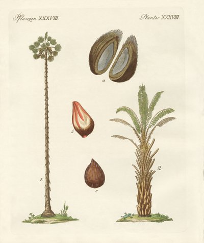 Kinds of Palms by German School