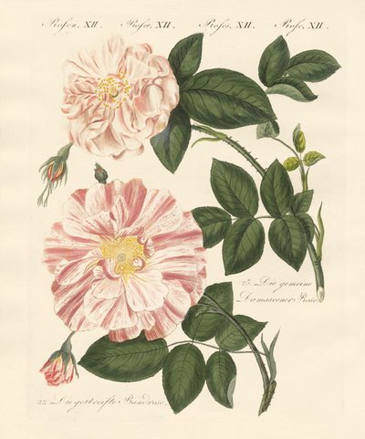 Kinds of roses by German School