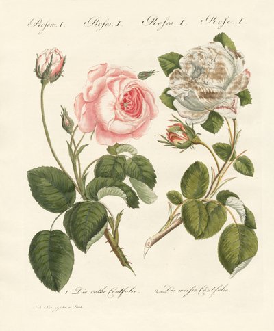 Kinds of Roses by German School