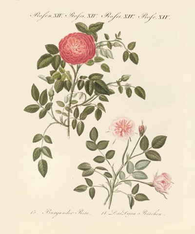 Kinds of Roses by German School