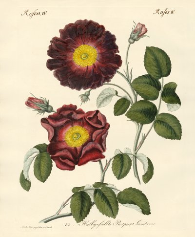 Kinds of Roses by German School