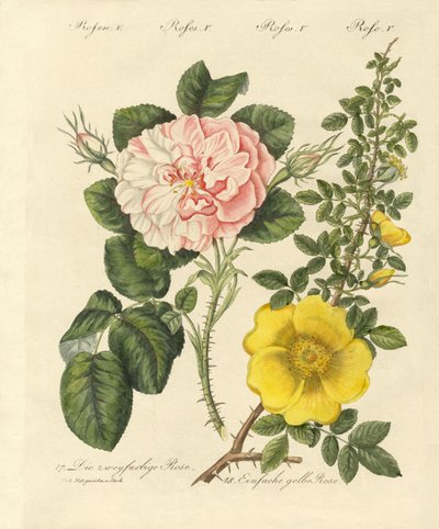 Kinds of Roses by German School