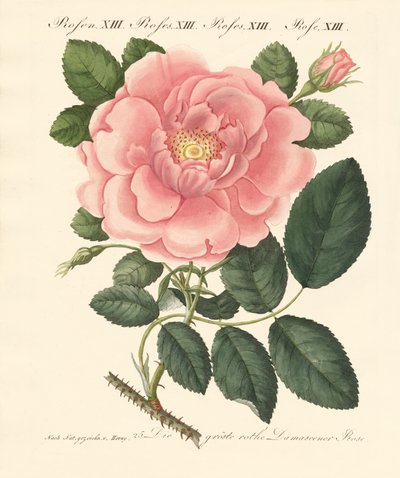 Kinds of Roses by German School