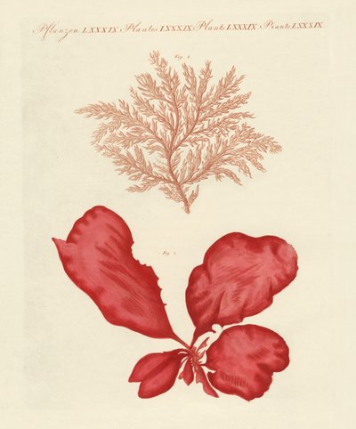 Kinds of seaweed by German School