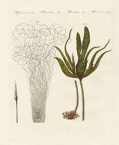 Kinds of seaweed by German School