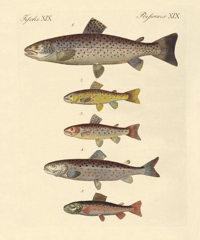 Kinds of Trouts by German School