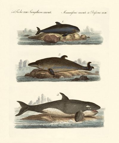 Kinds of Whales by German School