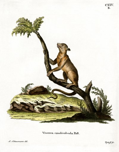 Kinkajou by German School