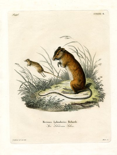 Labrador Jumping Mouse by German School