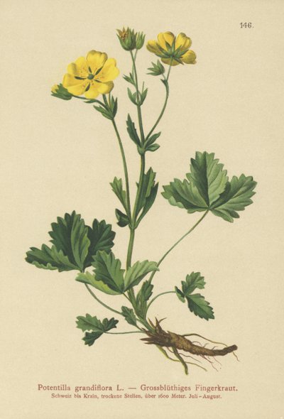 Large-flowered Potentilla by German School