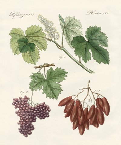 Large and Small Raisins by German School