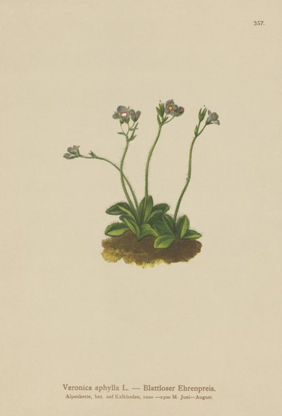 Leafless-stemmed Speedwell by German School