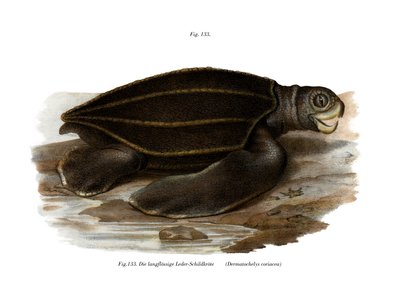 Leatherback Seaturtle by German School