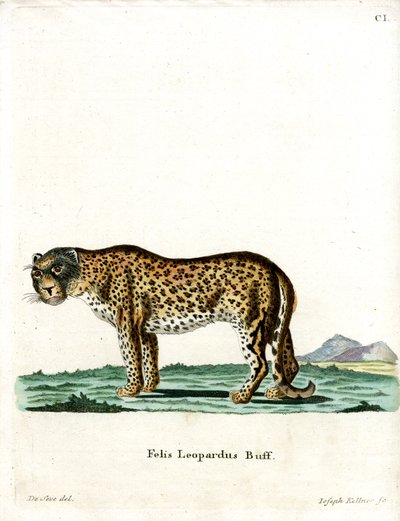 Leopard by German School