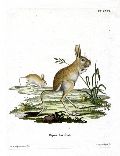 Lesser Egyptian Jerboa by German School
