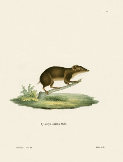 Lesser Gymnure by German School