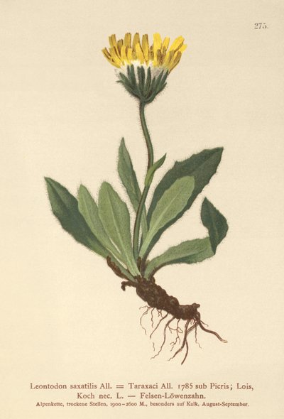 Lesser Hawkbit by German School