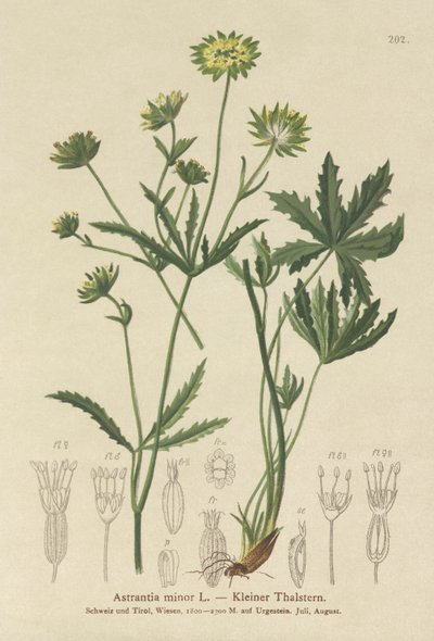 Lesser Masterwort by German School