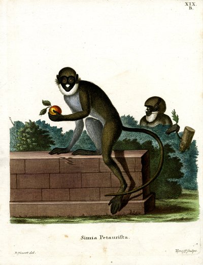 Lesser Spot-nosed Monkey by German School