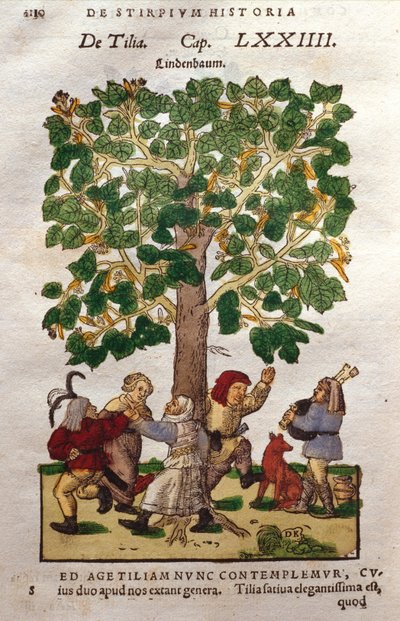 Lime, or Linden, Tree by German School
