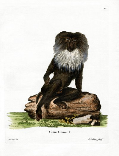 Lion-tailed Macaque by German School