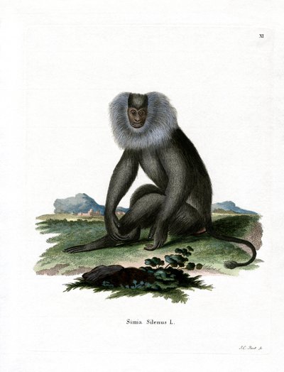 Lion-tailed Macaque by German School