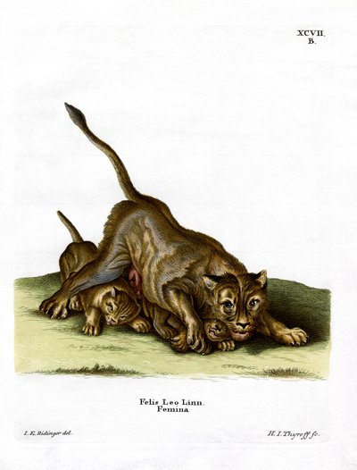 Lioness by German School