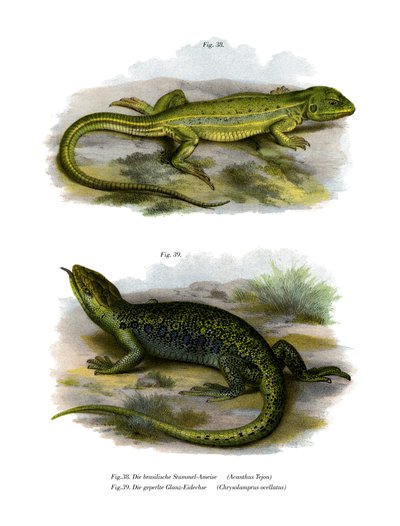 Lizard by German School